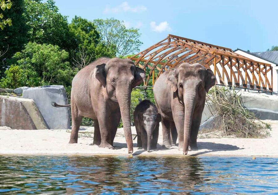 Amsterdam: ARTIS Amsterdam Royal Zoo Entry Ticket - Key Highlights You Should Not Miss