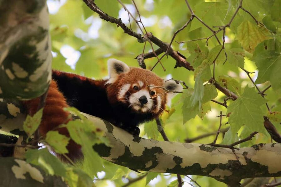 Amsterdam: ARTIS Amsterdam Royal Zoo Entry Ticket - Otters and Red Pandas: A Great Change of Pace Midday