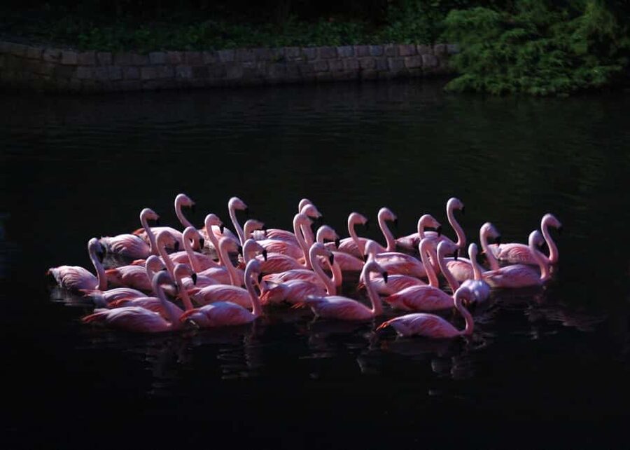Amsterdam: ARTIS Amsterdam Royal Zoo Entry Ticket - Historic Park Stroll, Botanical Garden Views, and Food That Keeps You Moving