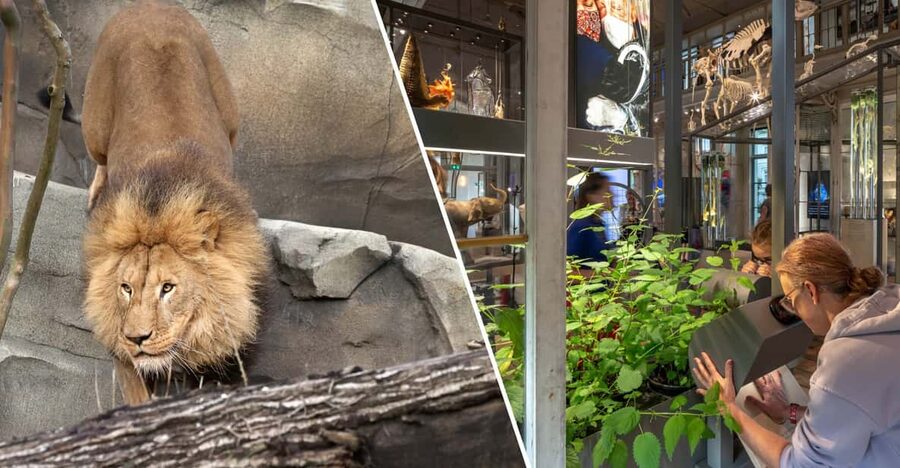 Amsterdam: ARTIS Royal Zoo and ARTIS Groote Museum Ticket - Key things to love about ARTIS Royal Zoo and Groote Museum
