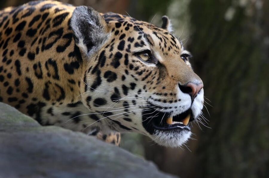 Amsterdam: ARTIS Royal Zoo and ARTIS Groote Museum Ticket - How I’d time a full day without rushing