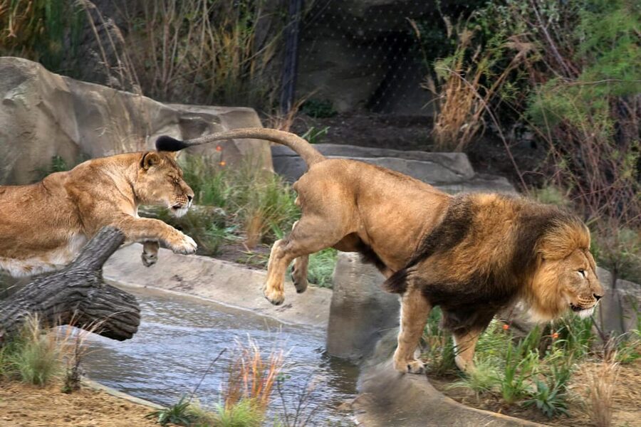Amsterdam: ARTIS Royal Zoo and ARTIS Groote Museum Ticket - ARTIS Royal Zoo: classic animal viewing, plus a newer elephant storyline