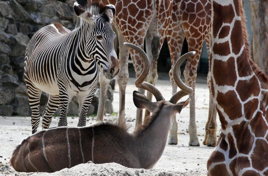 Amsterdam: Artis Royal Zoo & ARTIS-Micropia Combo Ticket - Elephant Expedition and the spotlight on newborn elephant calves