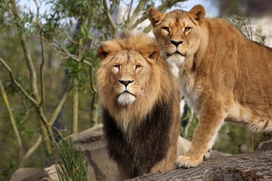 Amsterdam: Artis Royal Zoo & ARTIS-Micropia Combo Ticket - How long to plan and where the day can really expand