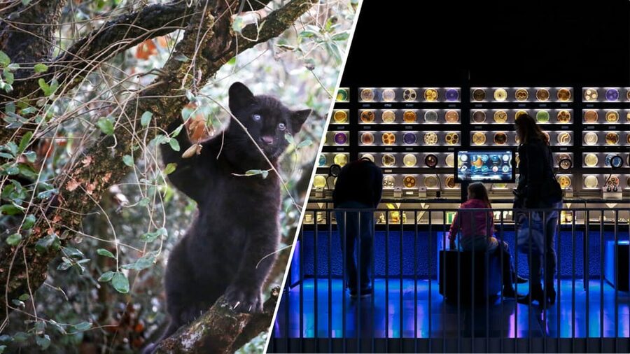 Amsterdam: Artis Royal Zoo & ARTIS-Micropia Combo Ticket - Getting there and scheduling your day around the Micropia time slot