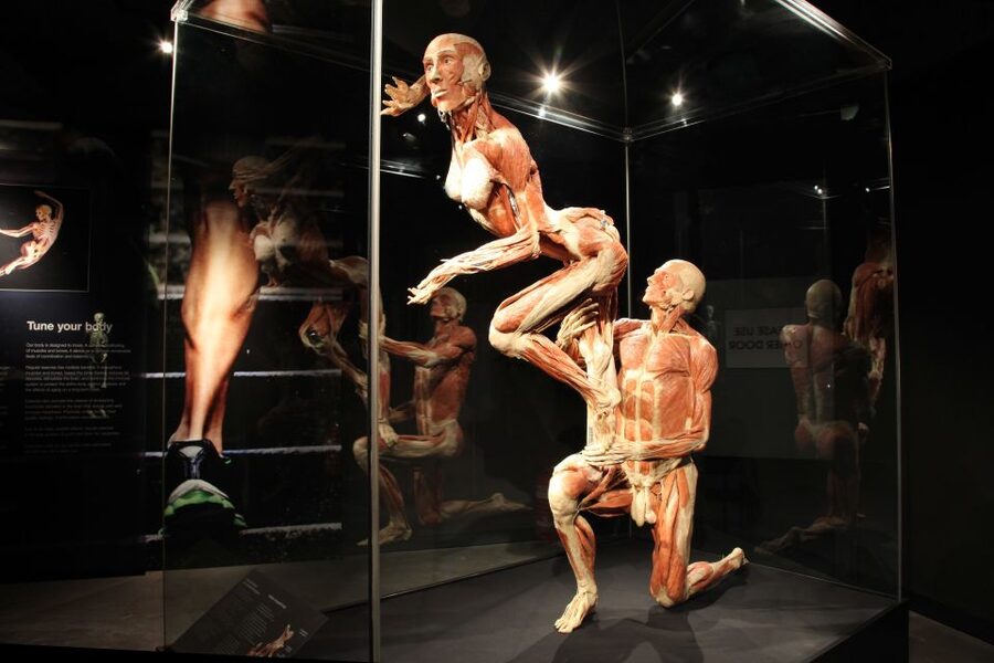 Amsterdam: Body Worlds Exhibition and Canal Cruise - Key highlights you will care about