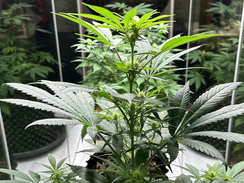 Amsterdam: Cannabis Museum Entry Ticket - Top-floor equipment and the tried-and-tested museum finale