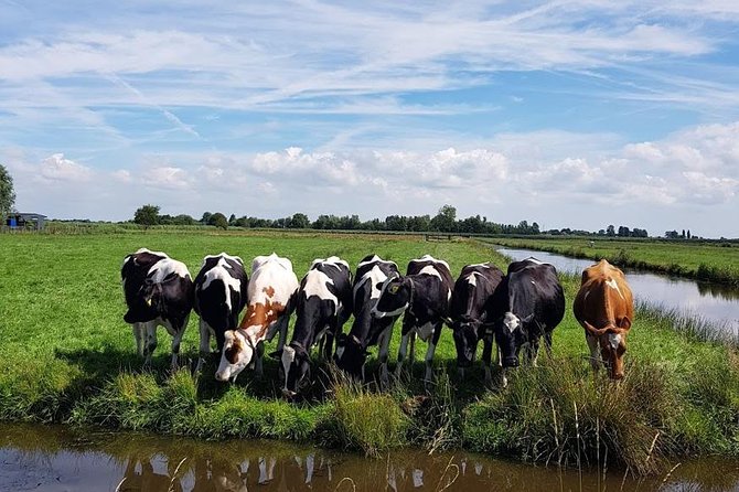 Amsterdam City & Countryside Tour: The Best of both Worlds - Who this tour is best for, and who should choose another option