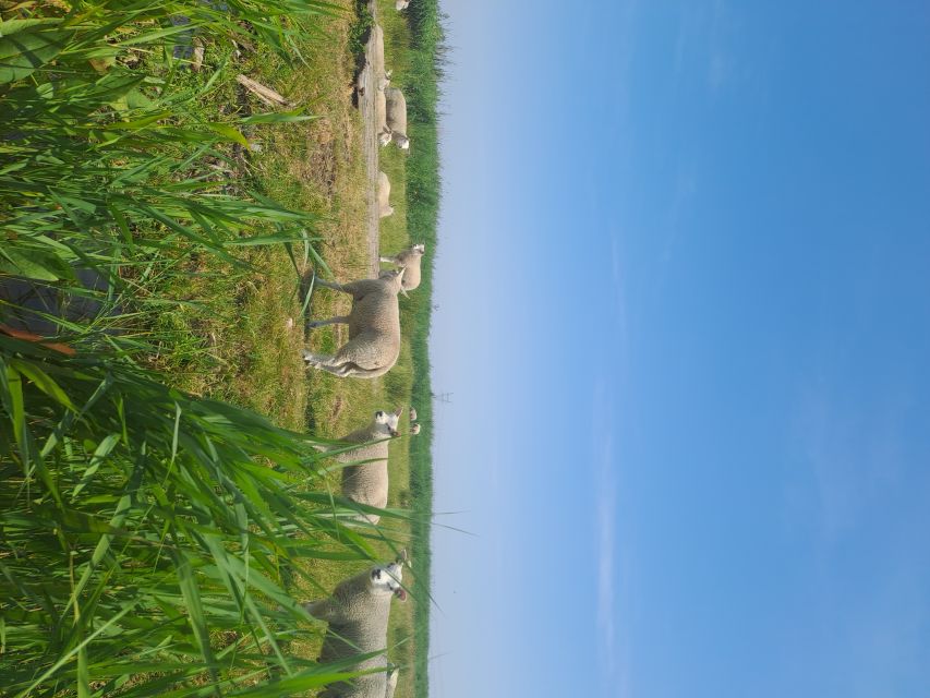 Amsterdam: Countryside Bike and Kayak Guided Tour - Why the d’Admiraal Windmill stop is more than a quick photo