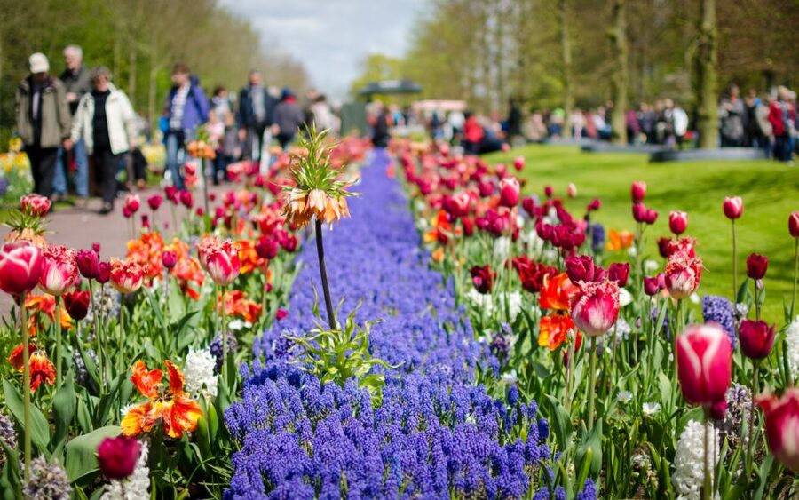 Amsterdam: Day Tour Keukenhof and Zaanse Schans Windmills - Key things I’d circle before you go