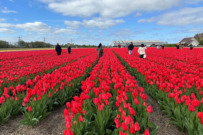 Amsterdam: Day trip to Tulip Farm, Keukenhof + Windmill Cruise - Getting to the Tulip Farm: De Tulperij and a Family Story That Feels Real
