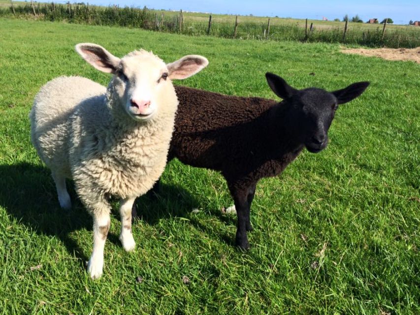 Amsterdam: Full-Day Countryside Tour - Simonehoeve Cheese Farm: Guided Tasting and Dutch Craft