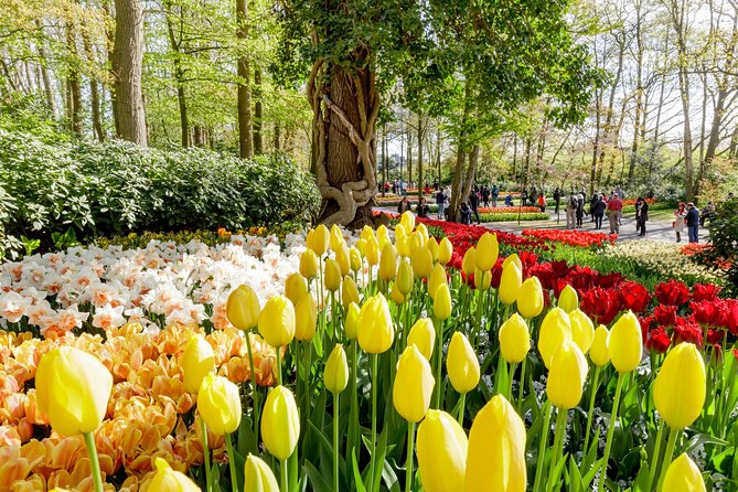 Amsterdam: Half Day Guided Keukenhof Tulip Garden Tour - Key things to know before you go