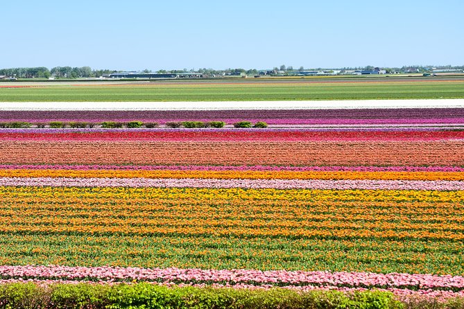 Amsterdam: Half Day Guided Keukenhof Tulip Garden Tour - Why Keukenhof is worth a half day from Amsterdam
