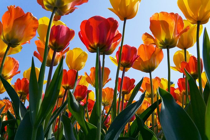 Amsterdam: Half Day Guided Keukenhof Tulip Garden Tour - Optional Amsterdam canal cruise: how to make it work