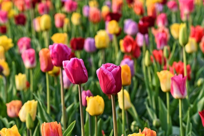 Amsterdam: Half Day Guided Keukenhof Tulip Garden Tour - How the timing feels: half day, but packed