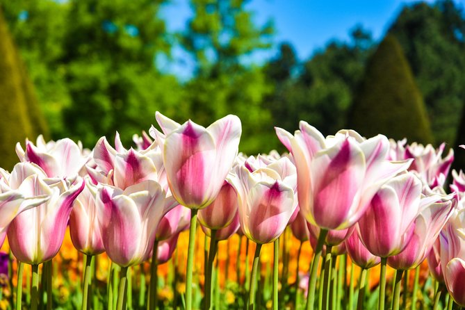 Amsterdam: Half Day Guided Keukenhof Tulip Garden Tour - Group size, comfort, and guide quality