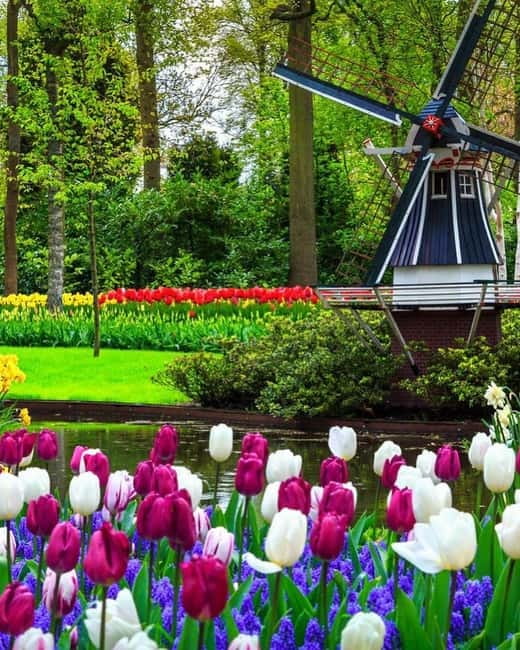 Amsterdam: Keukenhof and Tulip Fields Private Day Trip - Key things you will love about this Keukenhof and tulip day trip
