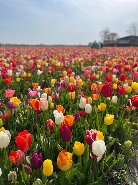 Amsterdam: Keukenhof and Tulip Fields Private Day Trip - Private vehicle comfort, onboard WiFi, and the driver difference