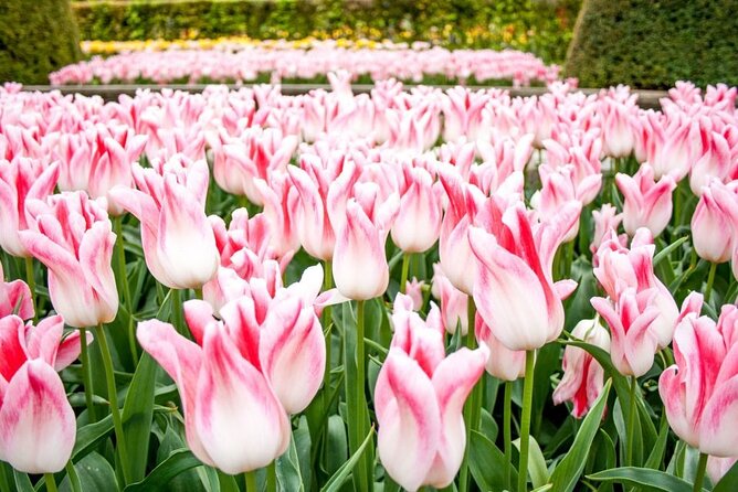 Amsterdam: Keukenhof Entry & Shuttle Bus with Flexible Return - Who This Day Trip Suits Best