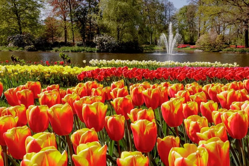 Amsterdam: Keukenhof Entry & Shuttlebus with Flexible Return - Timing Your Day: Bloom Levels, Crowds, And Why Season Changes Everything