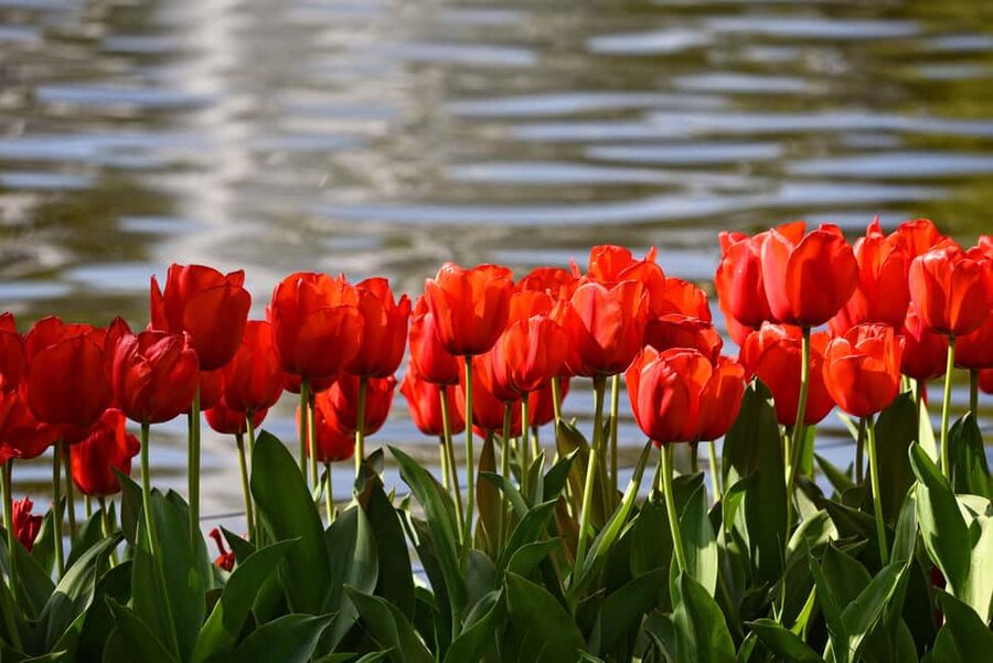 Amsterdam: Keukenhof Gardens Guided Tour Spanish and English - Before You Go: Shoes, Meeting Point, and a Simple Day Plan