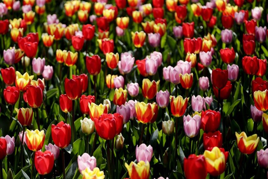 Amsterdam: Keukenhof Ticket with Shuttle Bus + Canal Cruise - Keukenhof Shuttle: Direct, Frequent, and Built for Real Timing