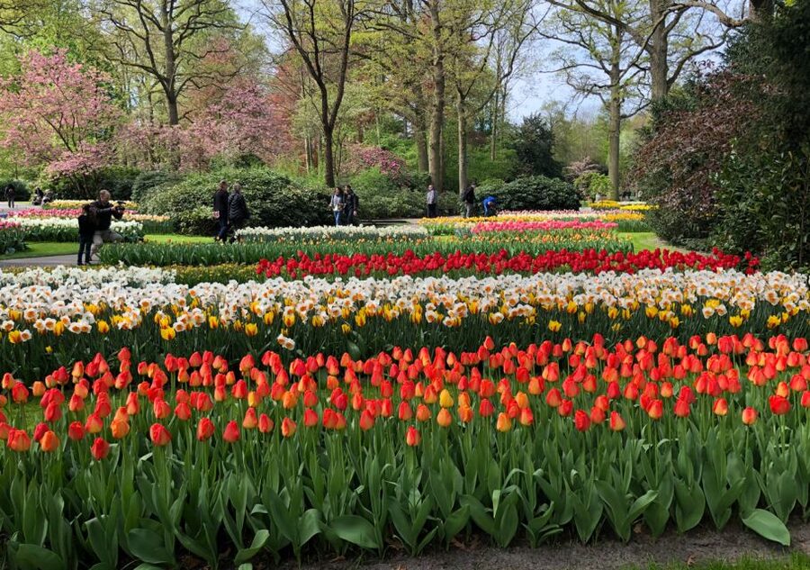 Amsterdam: Keukenhof Tulip Garden and Giethoorn Experience - FAQ