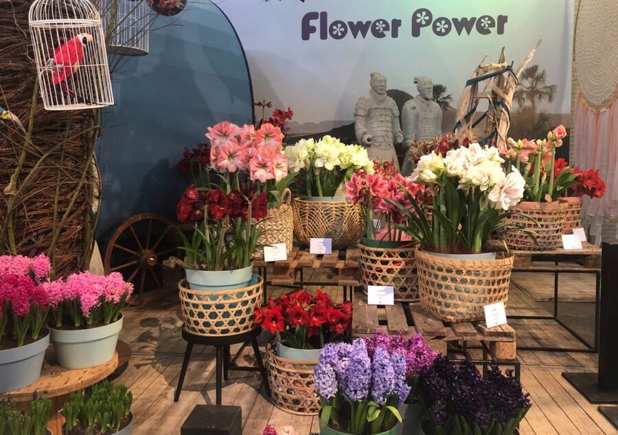 Amsterdam: Keukenhof Tulip Garden and Giethoorn Experience - Should You Book This Keukenhof and Giethoorn Day Trip?