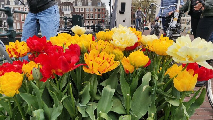 Amsterdam: Off the Beaten Path Bike Tour in French - Prins Hendrikkade and Entrepotdok, the city beyond the top-postcard route