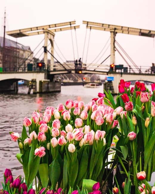 Amsterdam: Premium Tulip Boat Canal Tour - Price and what you really get for $33