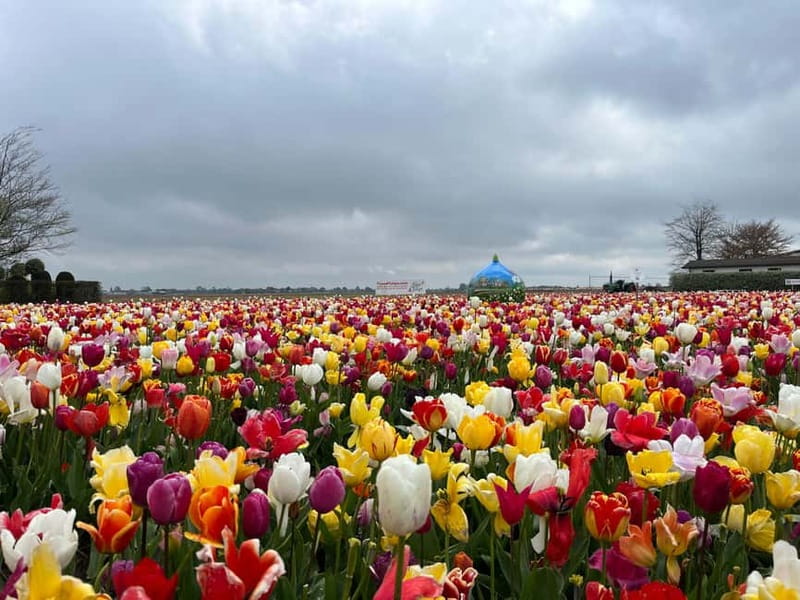 Amsterdam: Private Keukenhof and Free Tulip Tour - Who should book this Keukenhof and tulip fields private day?