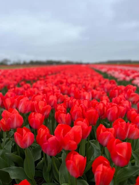 Amsterdam: Private Keukenhof and Free Tulip Tour - Lisse tulip fields: the 45-minute stop that adds variety