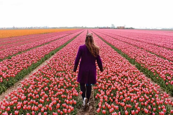 Amsterdam Private Tour to Keukenhof, Tulip Fields and Windmills - Key points to know before you go