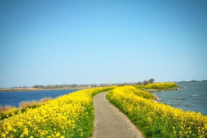 Amsterdam's Countryside Half-Day Bike Tour in Small Group - Getting Out of Amsterdam Without Wasting Your Time