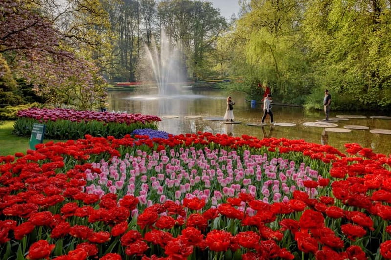 Amsterdam: Tulip Farm Visit, Keukenhof, and Windmill Cruise - Crowds, bloom timing, and how to avoid a stressful day