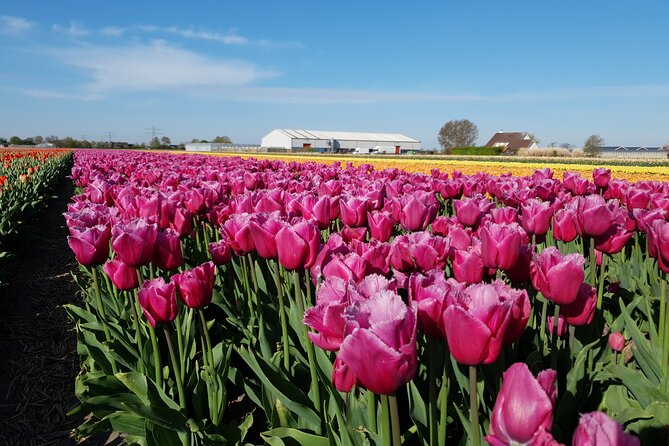 Amsterdam TulipFields of Holland Tour - Why this Amsterdam tulip fields tour feels more local than mass tourism