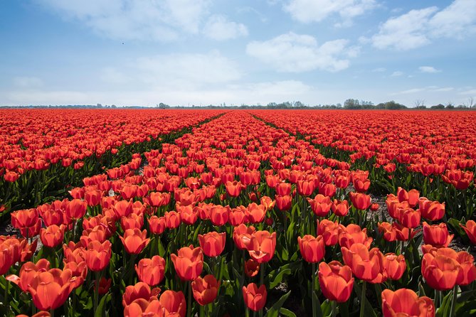 Amsterdam TulipFields of Holland Tour - Stop 1 in the flower bulb region: where the real picture taking happens