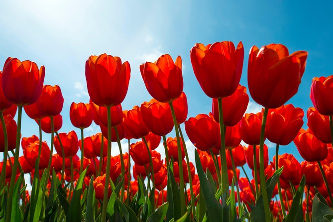 Amsterdam TulipFields of Holland Tour - The included snacks, coffee, and Dutch apple pie, and what they do for your day