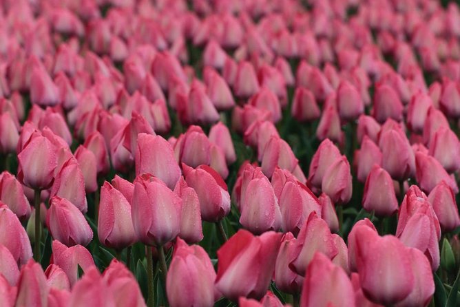 Amsterdam TulipFields of Holland Tour - What you learn beyond the flowers: tulip farming as a working system