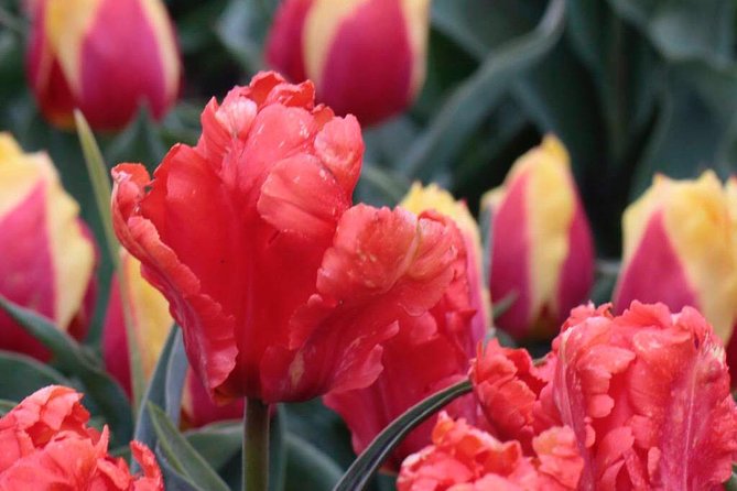 Amsterdam TulipFields of Holland Tour - Price check: does $216.26 per person make sense for what you get?