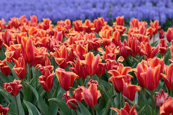 Amsterdam TulipFields of Holland Tour - Stop 2 at De Tulperij: bulb farming explained in plain language
