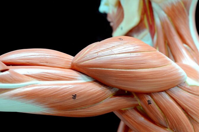 Body Worlds Amsterdam Admission Ticket - Key highlights you’ll actually care about
