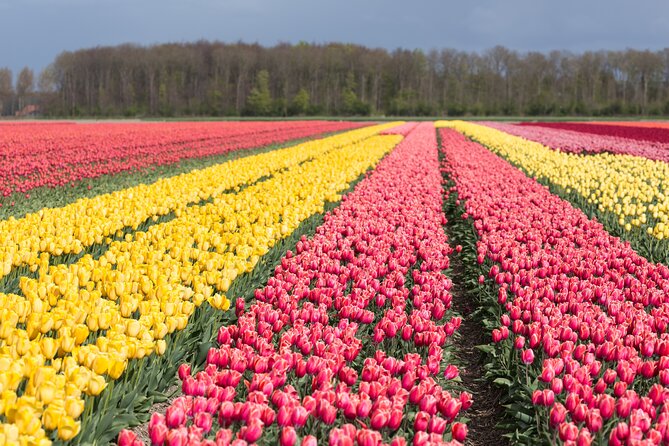 Day Trip to Famous Tulip Route in Noordoostpolder From Amsterdam - Key Highlights You Should Know Before You Go