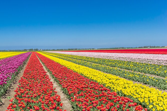 Day Trip to Famous Tulip Route in Noordoostpolder From Amsterdam - Why Noordoostpolder Tulip Fields Beat the Classic Garden Route