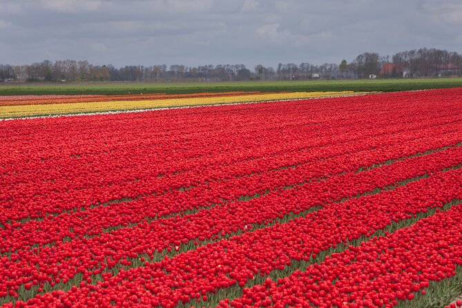Day Trip to Famous Tulip Route in Noordoostpolder From Amsterdam - The 9:00 to 10:15 Transfer plus Coffee and a Spiced Biscuit
