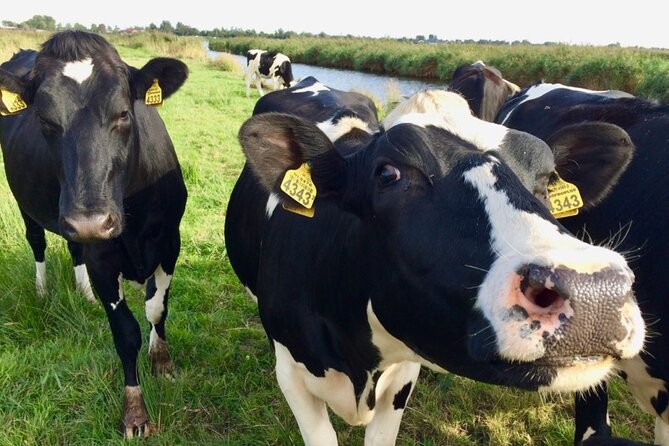 E-bike Tour with Picnic in the Amsterdam Wetlands small group - Waterland and the local food producers: where lunch begins