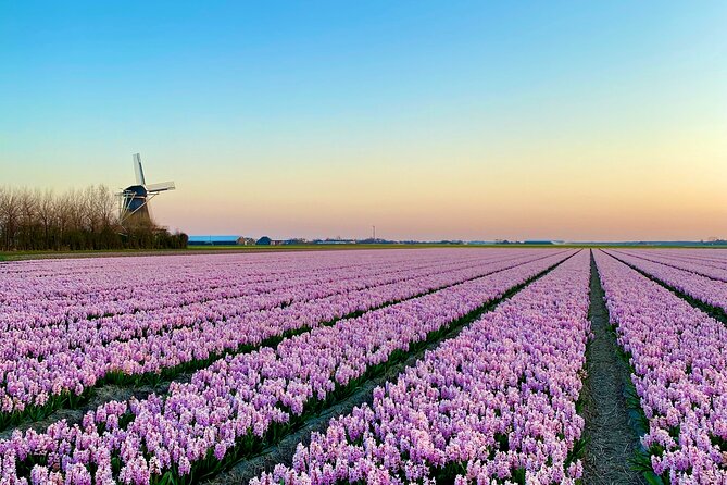 Early Flower fields with Lunch & Windmill Guided Day Tour - Key Takeaways Before You Go