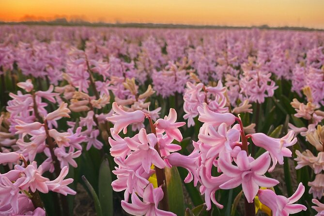 Early Flower fields with Lunch & Windmill Guided Day Tour - Museummolen Schermer Windmill Visit: Step Inside the Working World