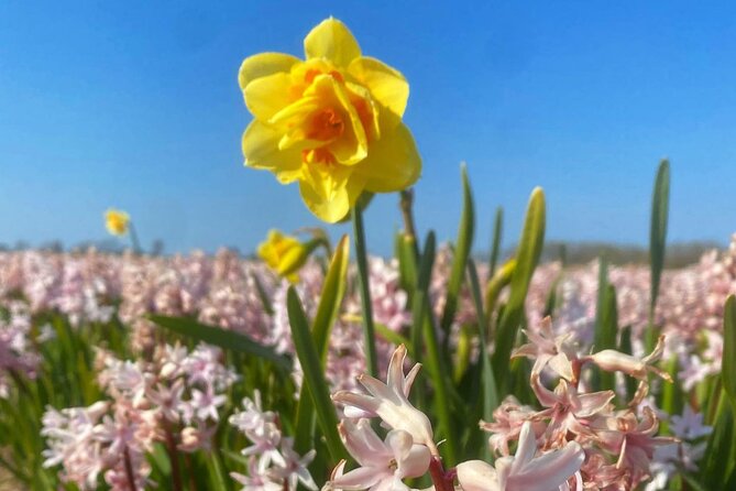 Early Flower fields with Lunch & Windmill Guided Day Tour - Price Breakdown: What $101.17 Buys You in a Real Half-Day
